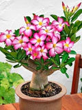 Mixed Obesum Flower Seeds for Planting – Heirloom, Non-GMO, High Germination Organic Garden Seeds