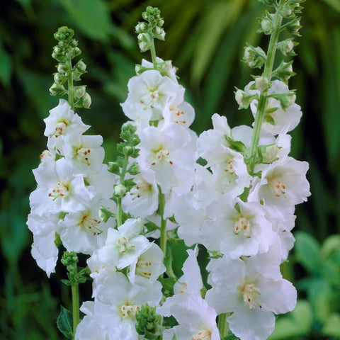Flower Seeds, Seeds,Seeds For Planting,Plant Seeds