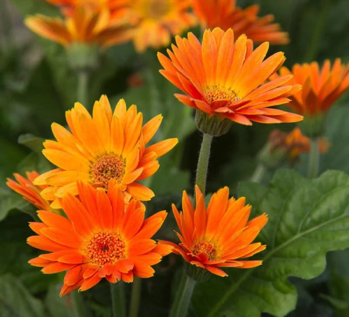 Flower Seeds, Seeds,Seeds For Planting,Plant Seeds