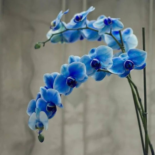 Deep Blue Phalaenopsis Orchid Seeds for Planting – Heirloom, Non-GMO, High Germination Organic Garden Seeds