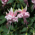 Fuchsias Flower Seeds for Planting – Heirloom, Non-GMO Hardy Organic Garden Seeds