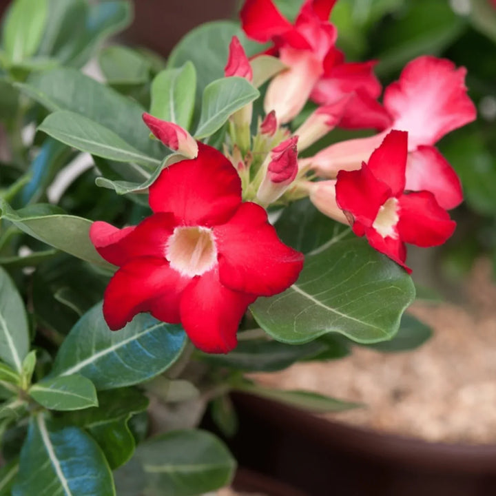 Flower Seeds, Seeds,Seeds For Planting,Plant Seeds