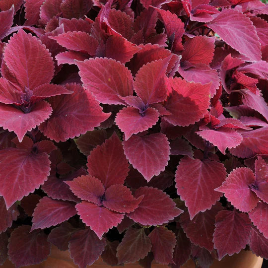 Deep Red Coleus Flower Seeds for Planting – Heirloom, Non-GMO, High Germination Garden Seeds