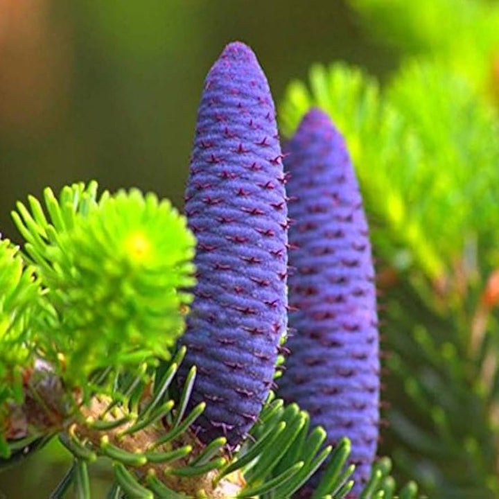 Flower Seeds, Seeds,Seeds For Planting,Plant Seeds
