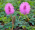 Purple Mimosa Pudica Flower Seeds for Planting – Cut Flower Favorite Heirloom, Non-GMO, High Germination Garden Seeds