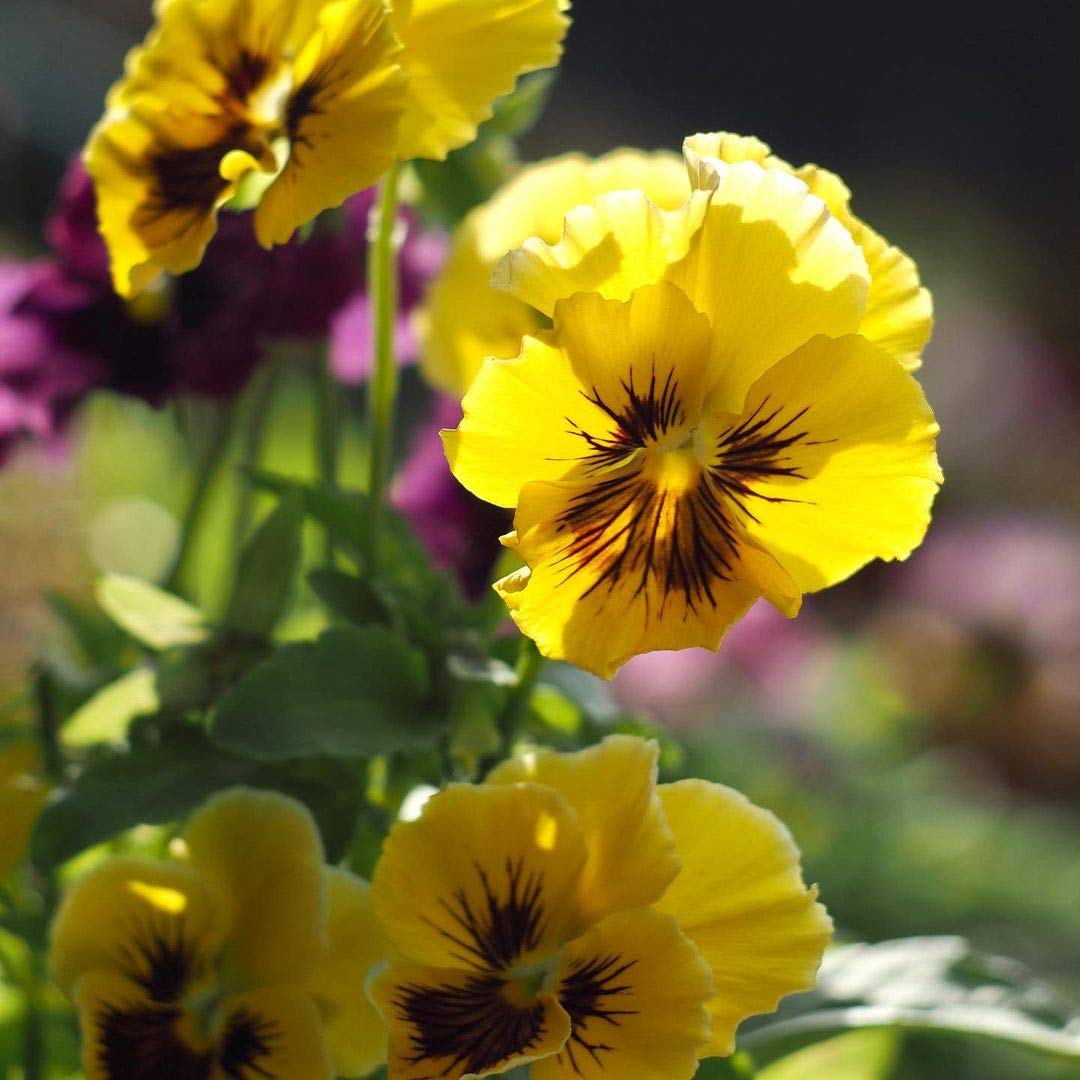 Flower Seeds, Seeds,Seeds For Planting,Plant Seeds