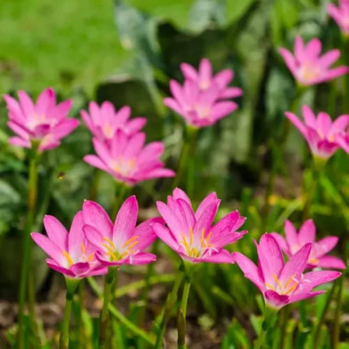 Pink Habranthus Robustus Flower Seeds for Planting – Heirloom, Non-GMO, Sun Loving, High Germination