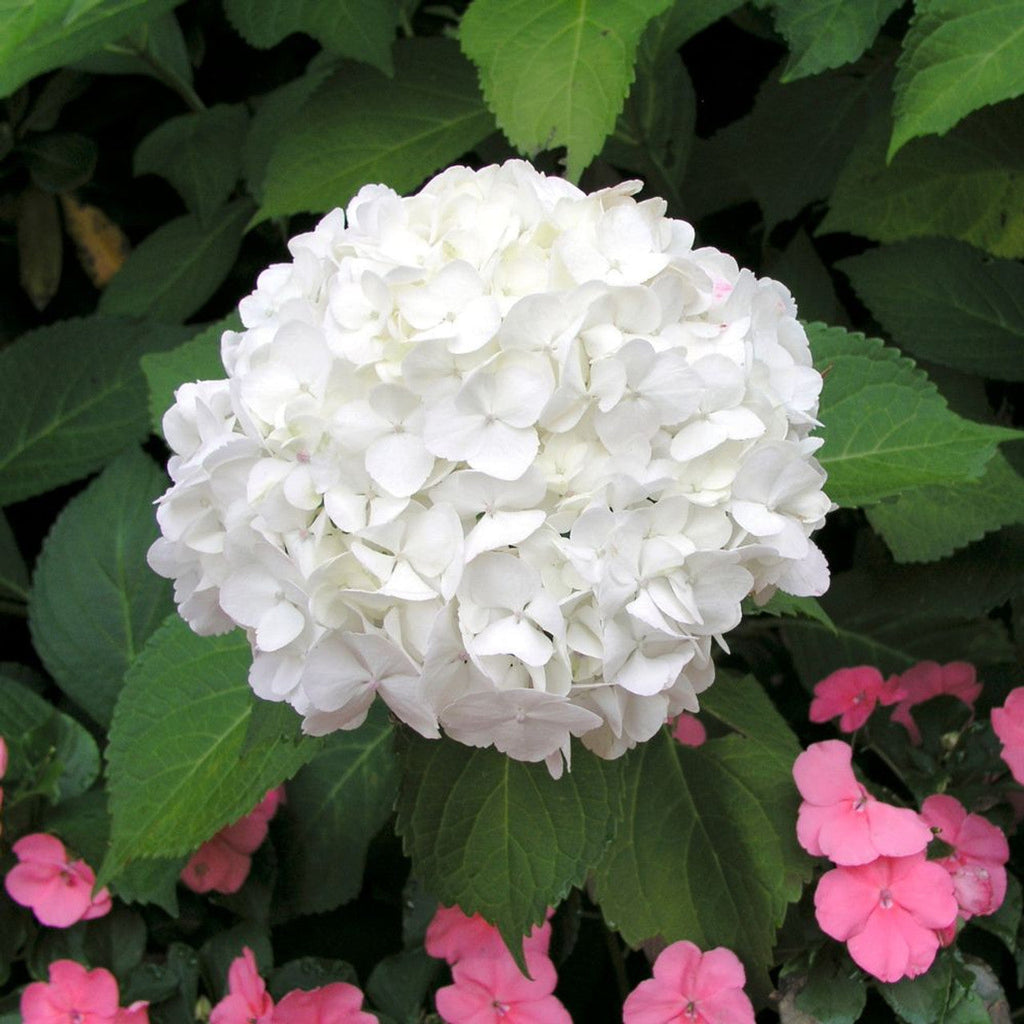 white hydrangea flower seeds White Hydrangea Flower Seeds for Planting – Heirloom, Non-GMO, High Ge –  Earthechoseeds