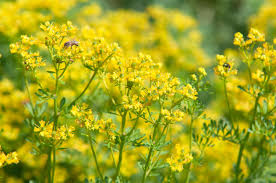 Rue Herb Seeds (Ruta graveolens) for Planting – Heirloom, Non-GMO Medicinal & Companion Plant for Herb Gardens