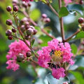 Pink Crape Myrtle Flower Seeds for Planting – Compact Growth Heirloom, Non-GMO, High Germination Garden Seeds