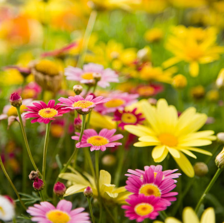 Flower Seeds, Seeds,Seeds For Planting,Plant Seeds