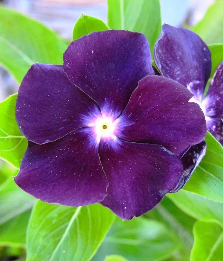 Flower Seeds, Seeds,Seeds For Planting,Plant Seeds
