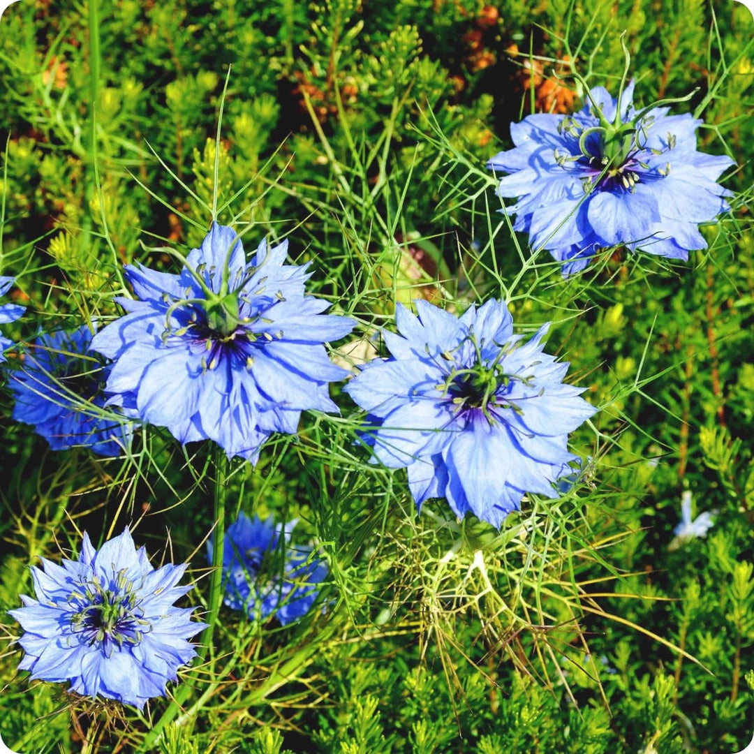 Blue Nigella Jekyll Flower Seeds for Planting – Heirloom, Non-GMO, High Germination, Organic Garden Seeds