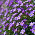 Purple Aubrieta Deltoidea Flower Seeds for Planting – Heirloom, Non-GMO, Garden Favorite, Organic Garden Seeds