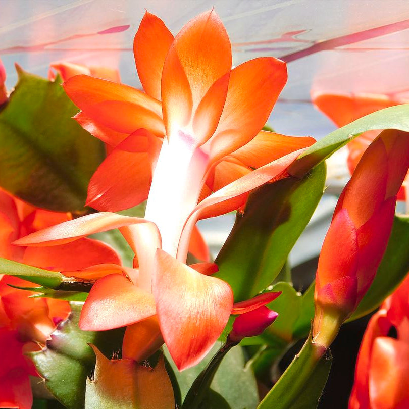 Flower Seeds, Seeds,Seeds For Planting,Plant Seeds