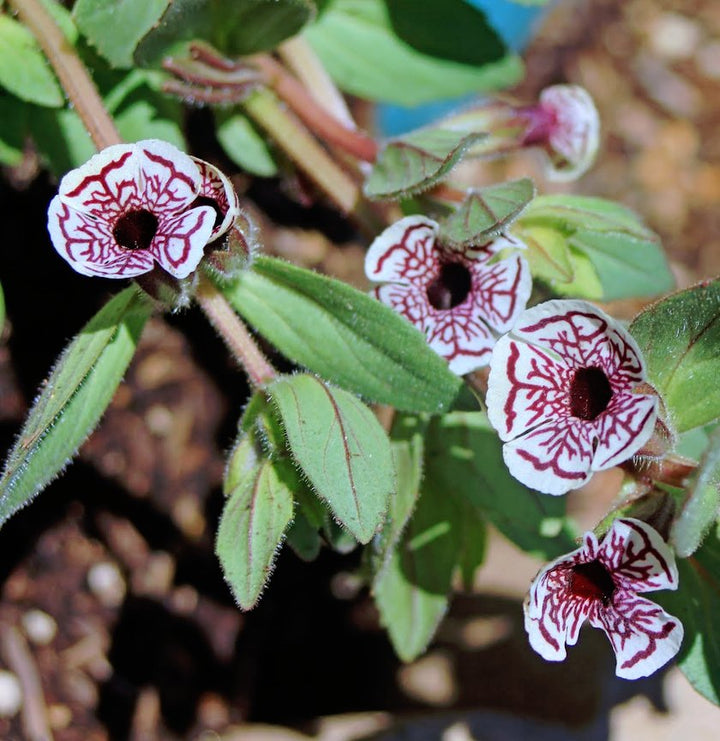 Flower Seeds, Seeds,Seeds For Planting,Plant Seeds