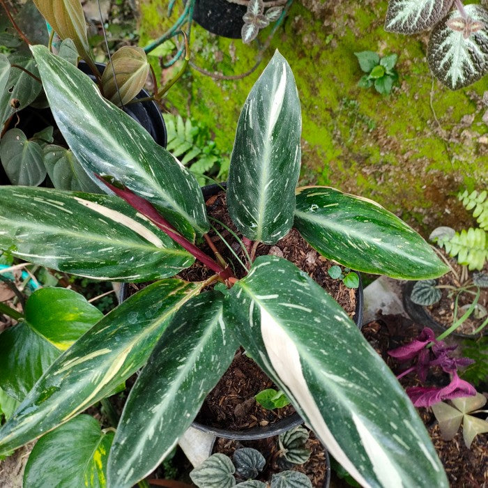 Flower Seeds, Seeds,Seeds For Planting,Plant Seeds