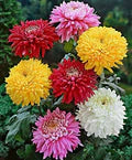 Mixed Chrysanthemum Flower Seeds for Planting – Fragrant, Heirloom, Non-GMO, High Germination Garden Seeds