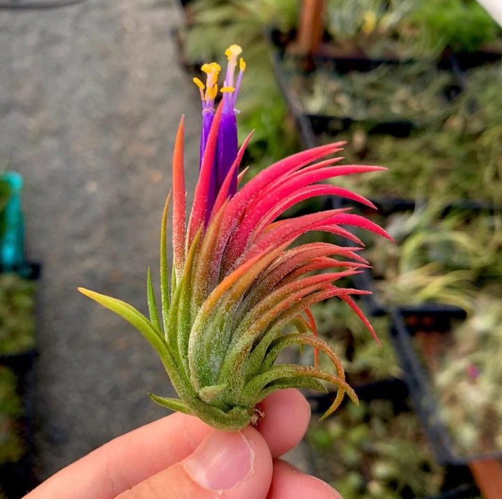 Tillandsia Flower Seeds for Planting – Heirloom, Non-GMO, High Germination, Organic Garden Seeds