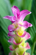 Purple Curcuma Flower Seeds for Planting – Heirloom, Non-GMO, High Germination Organic Garden Seeds
