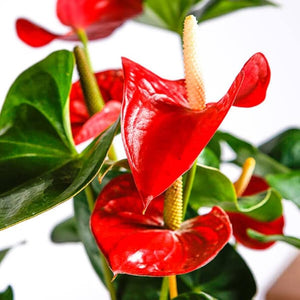 Flower Seeds, Seeds,Seeds For Planting,Plant Seeds