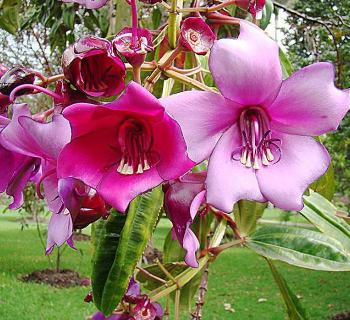 Flower Seeds, Seeds,Seeds For Planting,Plant Seeds