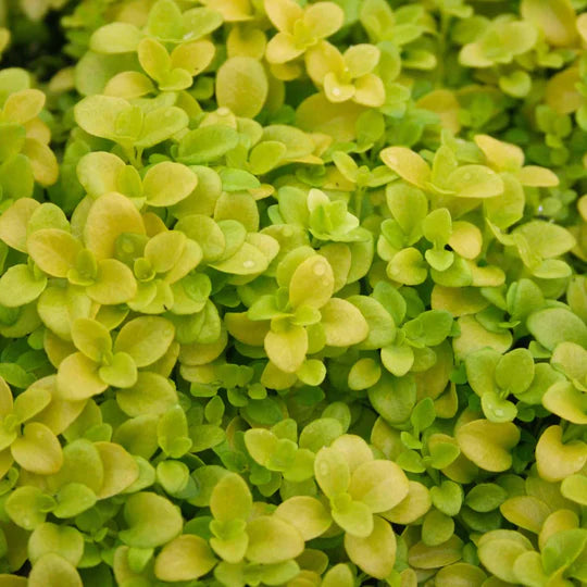 Green Veronica Repens Flower Seeds for Planting – Heirloom, Non-GMO, High Germination Garden Seeds