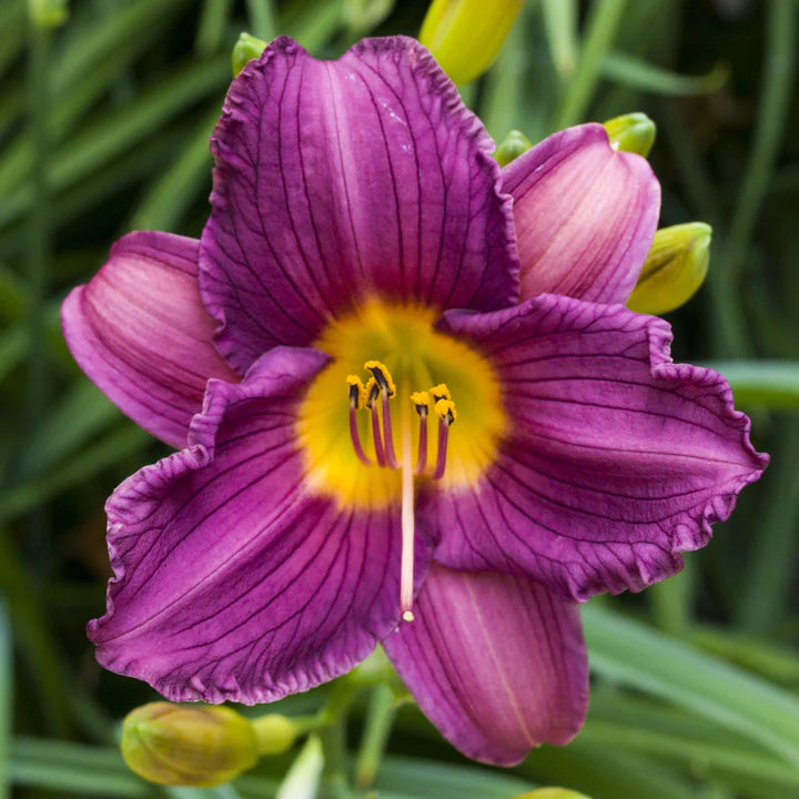Violet Hemerocallis Flower Seeds for Planting – Heirloom, Non-GMO, Easy-to-Grow Garden Seeds