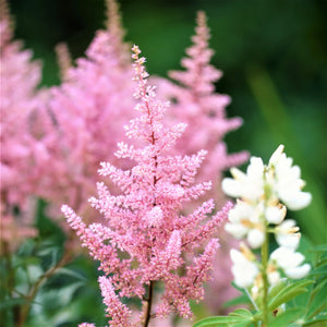 Flower Seeds, Seeds,Seeds For Planting,Plant Seeds
