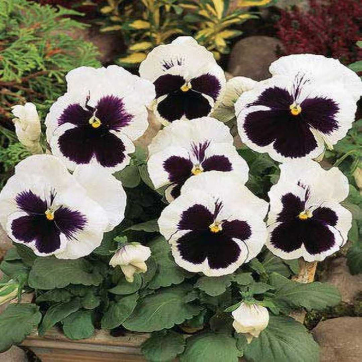 Flower Seeds, Seeds,Seeds For Planting,Plant Seeds