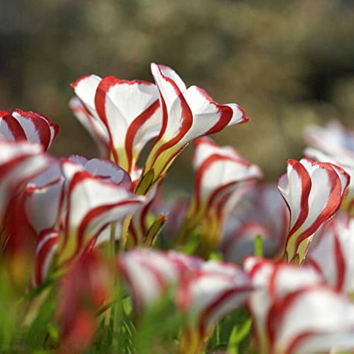 Flower Seeds, Seeds,Seeds For Planting,Plant Seeds