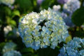 Blue & Yellow Hydrangea Flower Seeds for Planting – Heirloom, Non-GMO, High Germination Garden Seeds