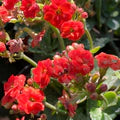 Red Kalanchoe Flower Seeds for Planting – Heirloom, Non-GMO, Cut Flower Favorite Organic Garden Seeds