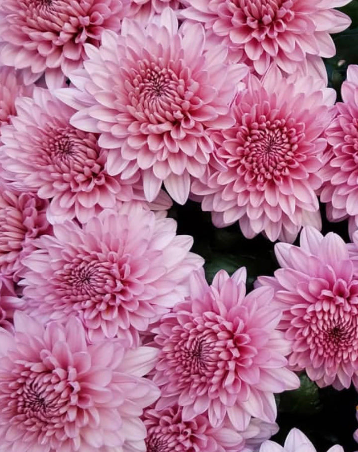 Flower Seeds, Seeds,Seeds For Planting,Plant Seeds
