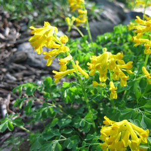 Flower Seeds, Seeds,Seeds For Planting,Plant Seeds