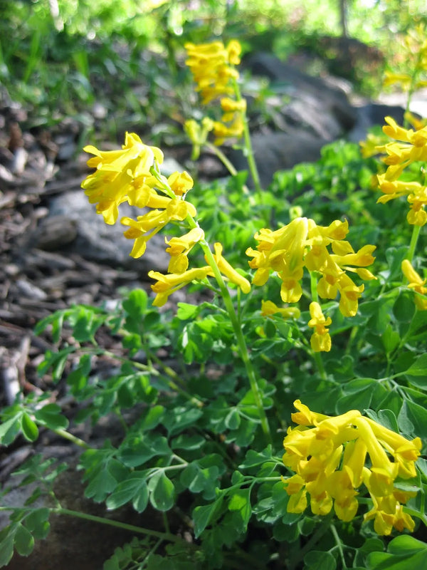 Flower Seeds, Seeds,Seeds For Planting,Plant Seeds