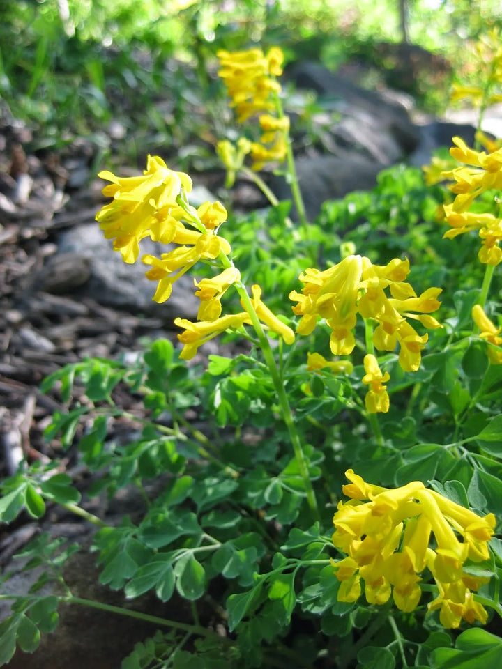 Flower Seeds, Seeds,Seeds For Planting,Plant Seeds