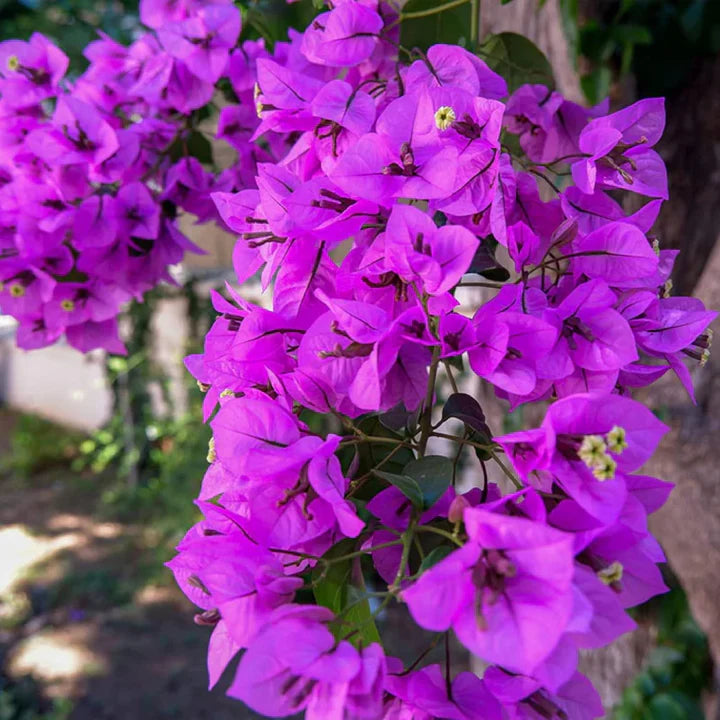 Purple Bougainvillea Flower Seeds for Planting – Heirloom, Non-GMO Bright Bloom Organic Garden Seeds