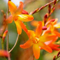 Orange Crocosmia Flower Seeds for Planting – Heirloom, Non-GMO, High Germination Garden Seeds
