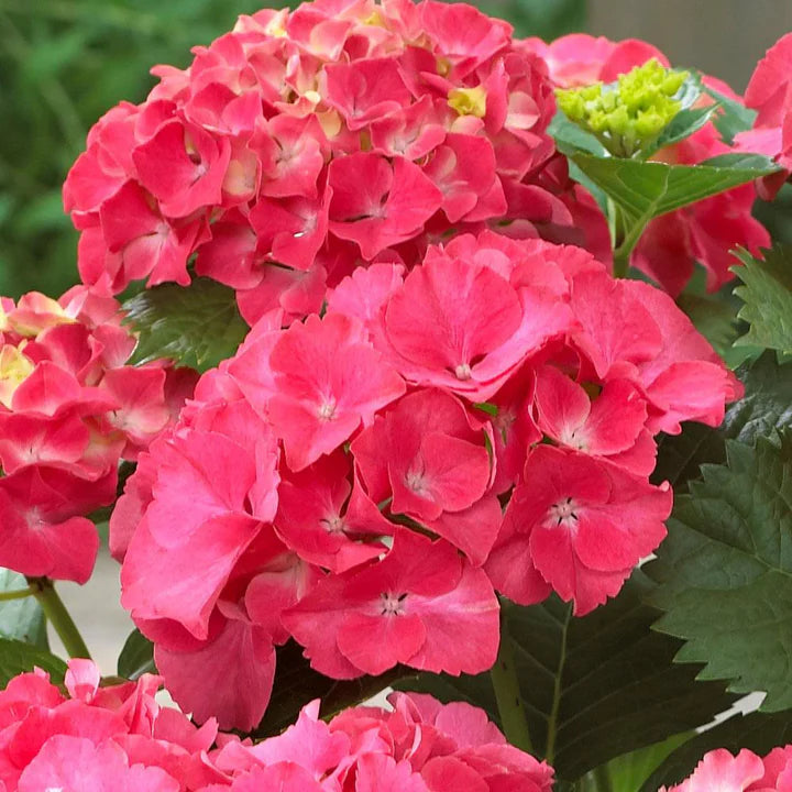 Deep Red Hydrangea Flower Seeds for Planting – Heirloom, Non-GMO, High Germination Hardy Garden Seeds