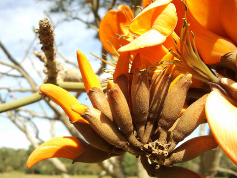 Flower Seeds, Seeds,Seeds For Planting,Plant Seeds