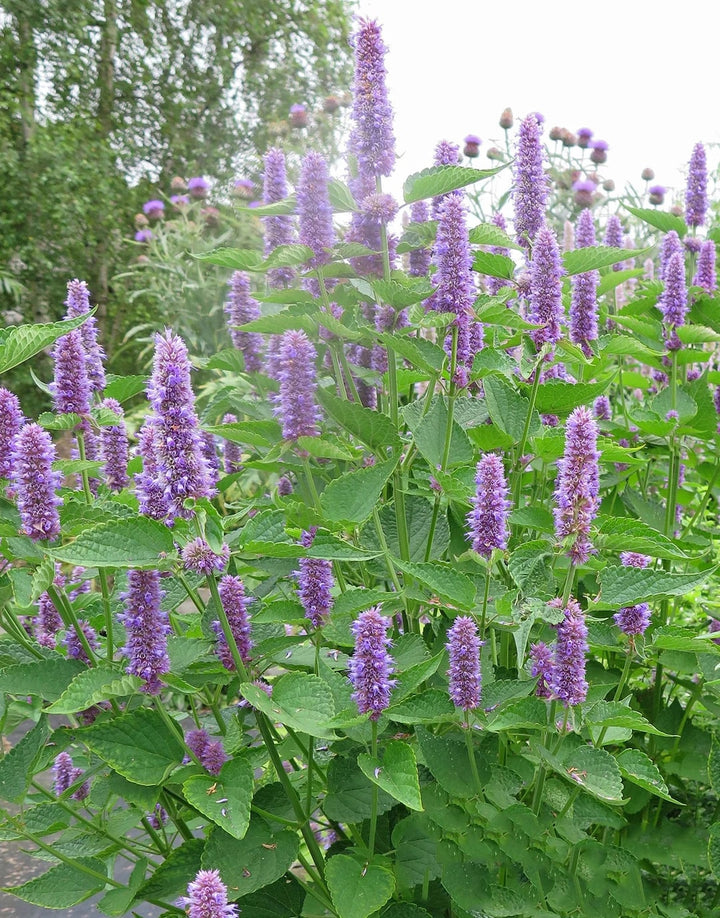 Agastache Rugosa Plant Seeds for Planting – Heirloom, Non-GMO, High Germination Organic Garden Seeds