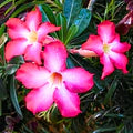 Pink Adenium Flower Seeds for Planting – Heirloom, Non-GMO, Low-Maintenance Organic Garden Seeds