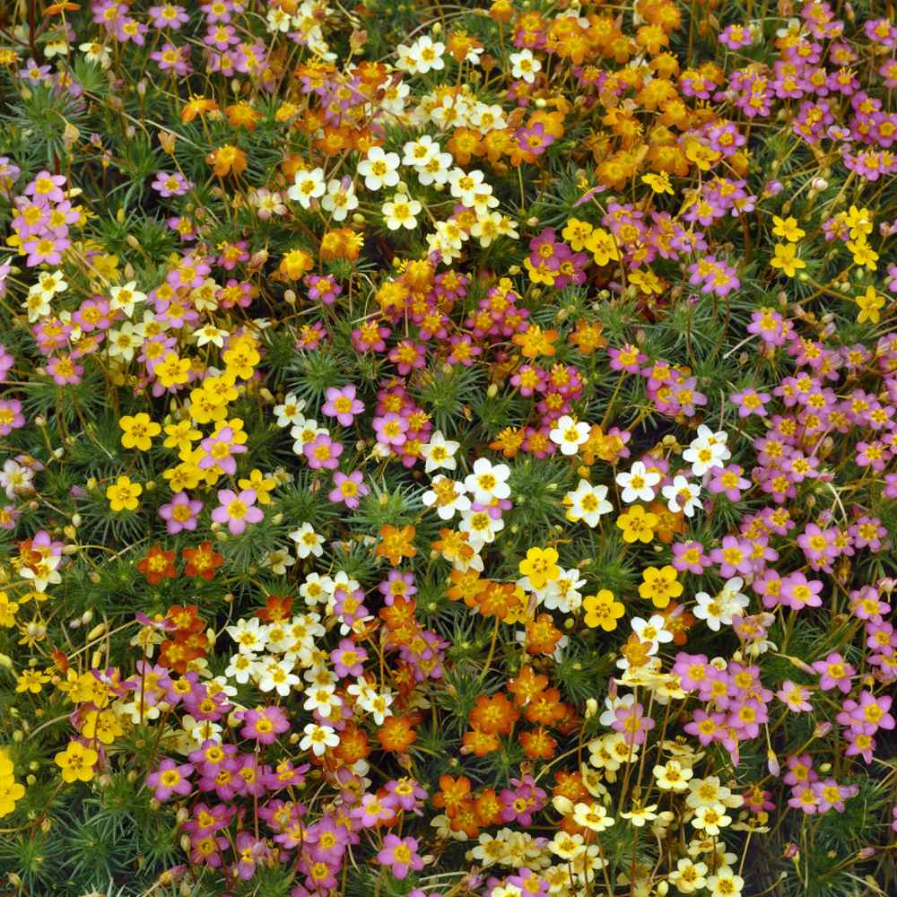 Mix Leptosiphon Flower Seeds for Planting – Heirloom, Non-GMO, High Germination Organic Garden Seeds