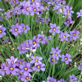 Sisyrinchium Flower Seeds for Planting – Heirloom, Non-GMO, Low-Maintenance High Germination Seeds