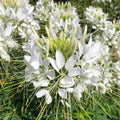 White Cleome Flower Seeds for Planting – Heirloom, Non-GMO, High Germination Organic Garden Seeds