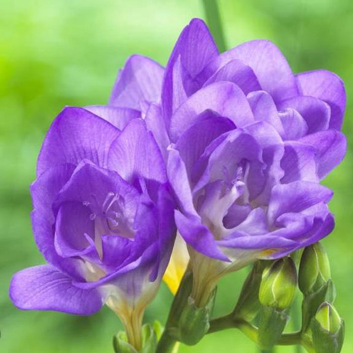 Flower Seeds, Seeds,Seeds For Planting,Plant Seeds