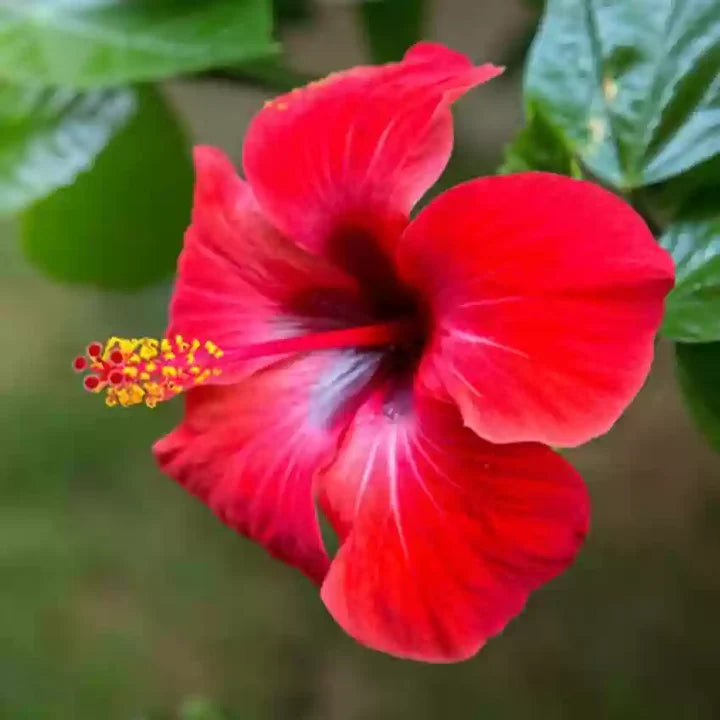 Burgundy Hibiscus Flower Seeds for Planting - Heirloom, Non-GMO, High Germination Organic Garden Seeds
