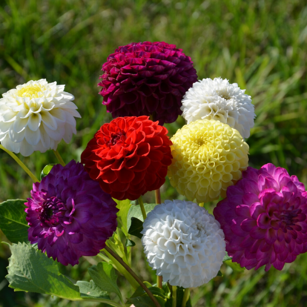Flower Seeds, Seeds,Seeds For Planting,Plant Seeds