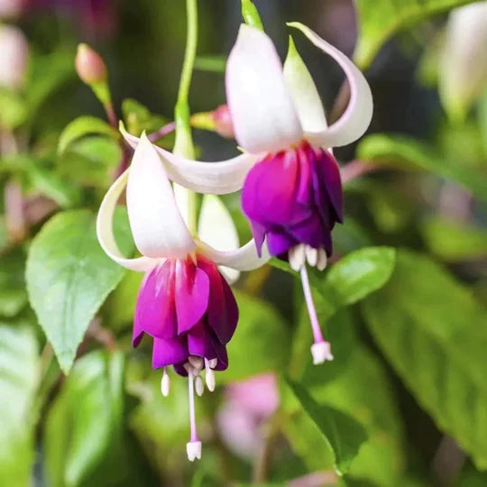 Purple White Fuchsias Flower Seeds for Planting – Heirloom, Non-GMO, High Germination Garden Seeds